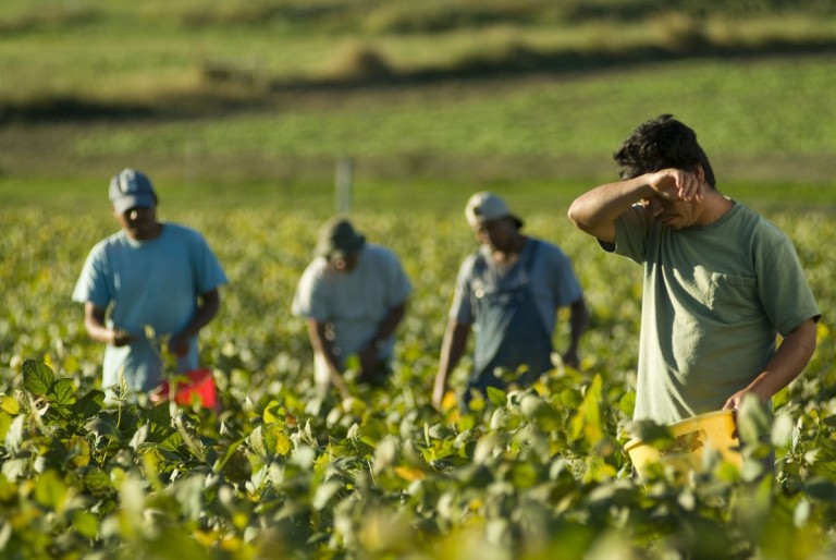 workers in a field 